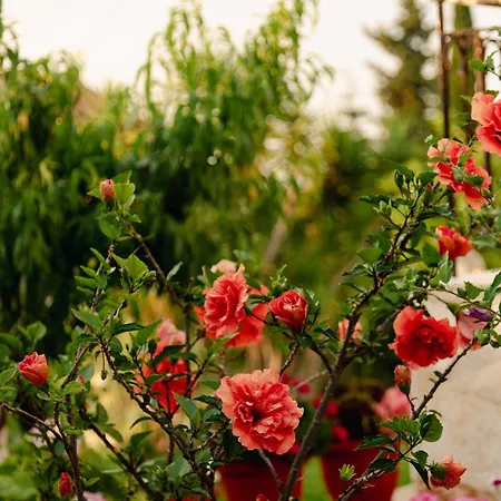 Armonia Hébergement de vacances Chlomos